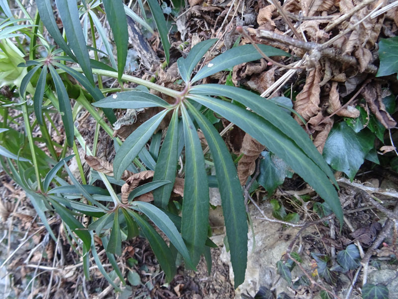 Helleborus foetidus - Ranunculaceae